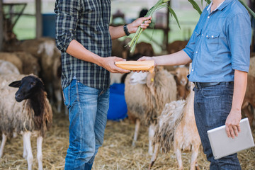 Naklejka premium Veterinarians advise farmers to raise sheep and goats; Caring and supporting farmers and providing funding for farm