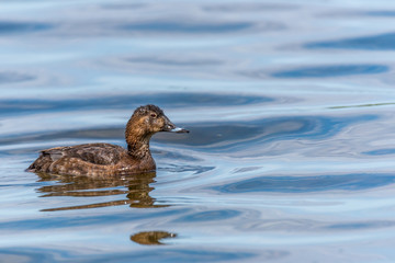 Tufted Duck Swimming in a Lake in Wetlands in Latvia
