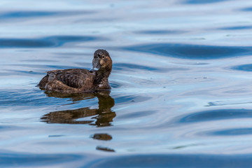 Fototapeta premium Tufted Duck Swimming in a Lake in Wetlands in Latvia