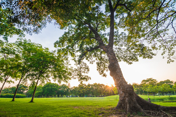 Obraz premium Green city park with tree sunset light