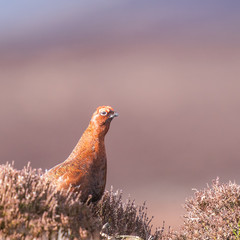 Red Grouse