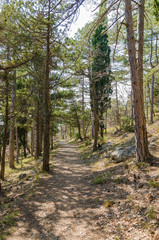 Fototapeta na wymiar sunny road in spring forest