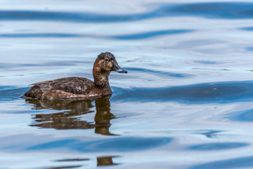 Tufted Duck Swimming in a Lake in Wetlands in Latvia
