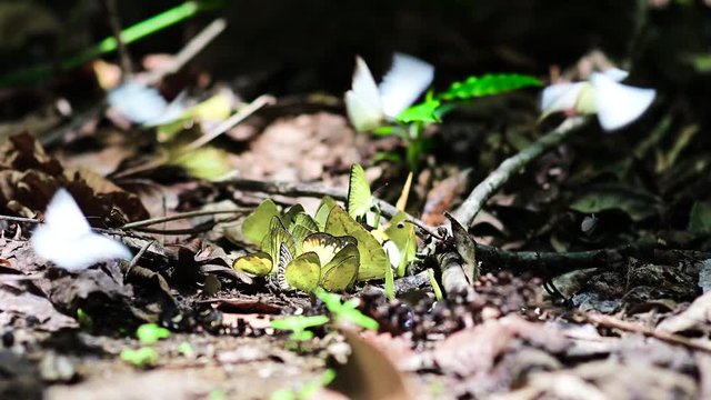 Butterfly in the forest