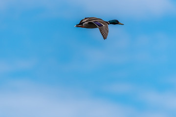 Mallard Duck Flying in a Partly Cloudy Blue Sky