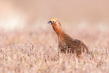 Red Grouse