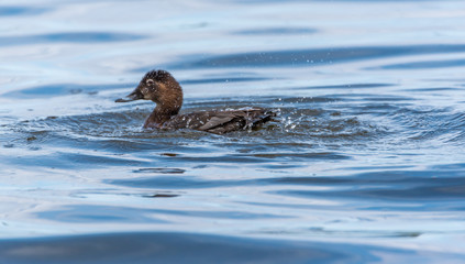 Female Redhead Duck Swimming in a Lake in Wetlands in Latvia