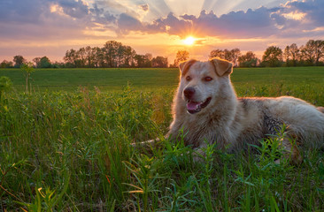 The dog lies and rests on the green grass lawn at sunset time. The dog on the grass in the rays and glare of the sun