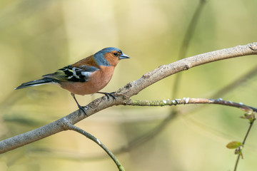 Chaffinch