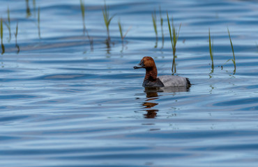 Redhead Duck Swimming in a Lake in Wetlands in Latvia