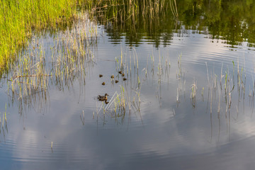Mother and Baby Ducks in a Still Lake in Wetlands in Latvia
