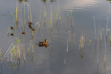Group of Ducklings Swimming in a Lake of Green Water