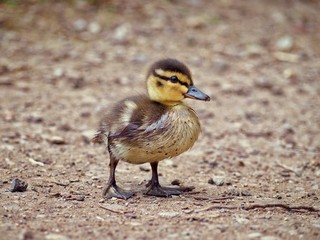 Mallard Chicks