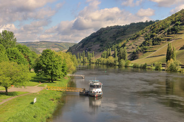 Fototapeta premium The Moselle river in Germany viewed from the village of Trittenheim with hillsides covered in Riesling grape vines