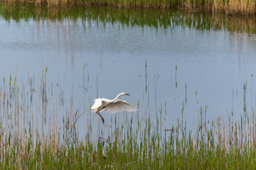 Great White Egret In the Wetlands of a National Park in Latvia