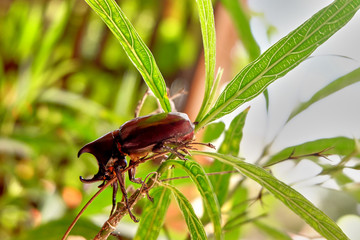 Rhino beetle on a green leaf