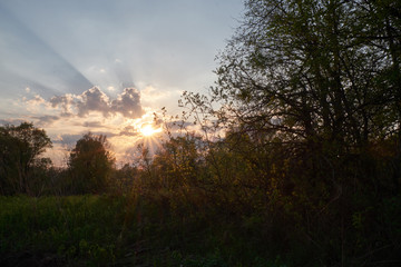 sunset in the forest. the sun's rays in the clouds