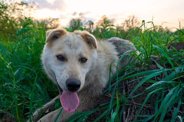 A tired dog is lying on the green grass in the evening at sunset with his tongue hanging out