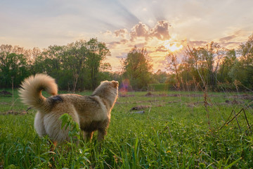 The dog is standing on the green grass and watching the sunset. photo of a dog from the back