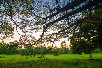 Fototapeta premium Green city park with tree sunset light