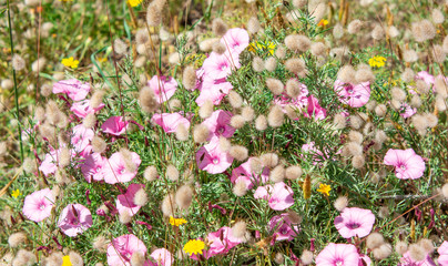 Naklejka premium Pink flowers blossom 