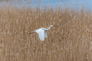 Great White Egret In the Wetlands of a National Park in Latvia