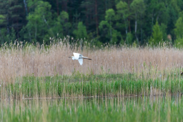 Obraz na płótnie Canvas Great White Egret In the Wetlands of a National Park in Latvia