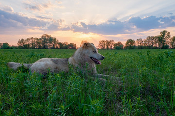 Naklejka na ściany i meble The dog is lying on the green grass lawn during sunset. walk with a dog in nature