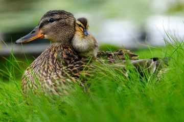 Affectionate relationship between mom and her son or daughter. Lovely baby duck nestles to the head...
