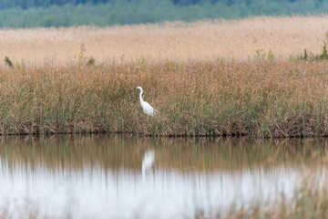 Obraz na płótnie Canvas Great White Egret In the Wetlands of a National Park in Latvia