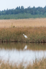 Great White Egret In the Wetlands of a National Park in Latvia