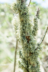 Green lichens on the branch of an tree