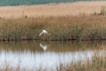 Fototapeta na wymiar Great White Egret In the Wetlands of a National Park in Latvia