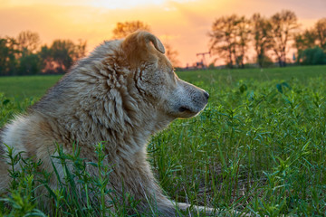 A dog is lying on the green grass lawn during sunset and looking up. Rays and glare of the sun at sunset
