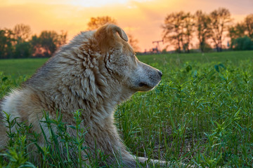 A dog is lying on the green grass lawn during sunset and looking up. Rays and glare of the sun at...