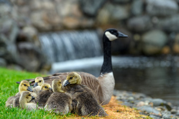 An adult Canada goose mama (Branta canadensis) taking care of her goslings in a city park in British Columbia, Canada
