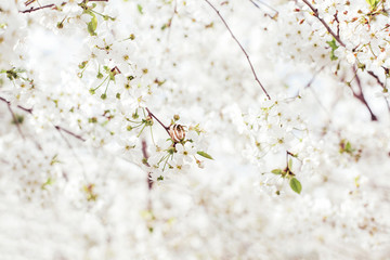 Wedding rings hang on a branch with white flowers. Spring garden in bright colors. Romantic greeting card, engagement, celebration, invitation, love. Selective focus, blurred background, copy space.