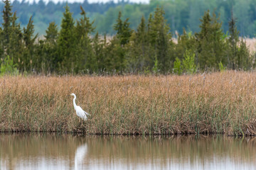 Great White Egret In the Wetlands of a National Park in Latvia