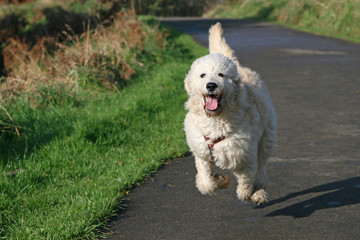 Labradoodle, dog