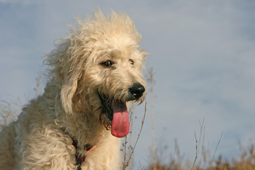 Labradoodle, dog