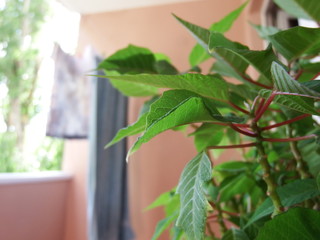 green plant in a pot