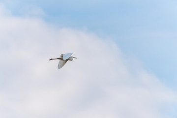 Great White Egret Flying in a Partly Cloudy Sky over a National Park in Latvia