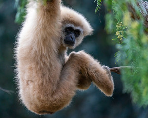 Swinging Gibbon