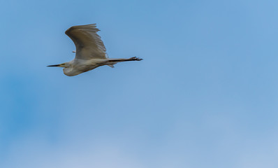 Great White Egret Flying in a Partly Cloudy Sky over a National Park in Latvia