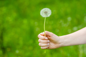 Lovely summer picture of a female hand holding dandelion against grass background
