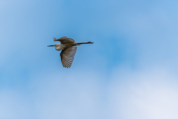 Great White Egret Flying in a Partly Cloudy Sky over a National Park in Latvia