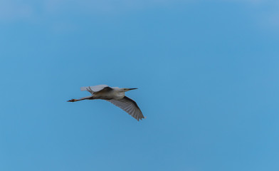 Great White Egret Flying in a Partly Cloudy Sky over a National Park in Latvia