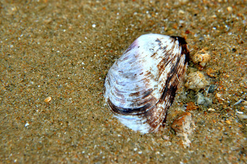 shell on beach