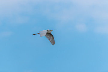 Great White Egret Flying in a Partly Cloudy Sky over a National Park in Latvia