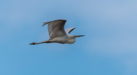 Great White Egret Flying in a Partly Cloudy Sky over a National Park in Latvia
